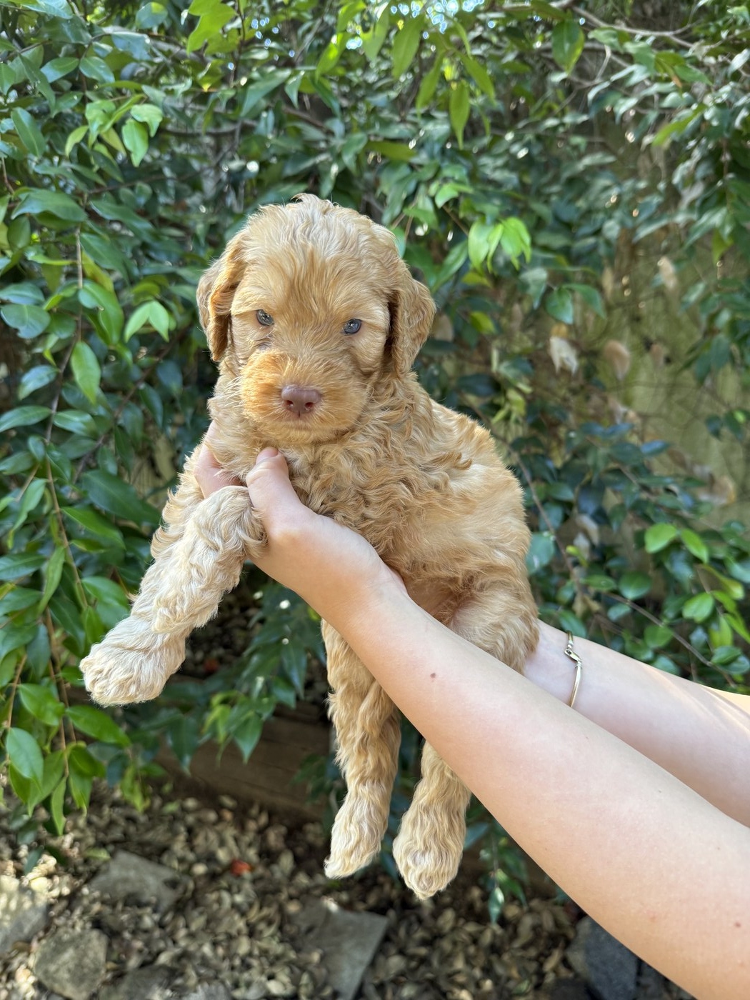 4 weeks old