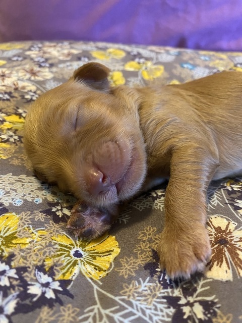 Denali @ 1 week old