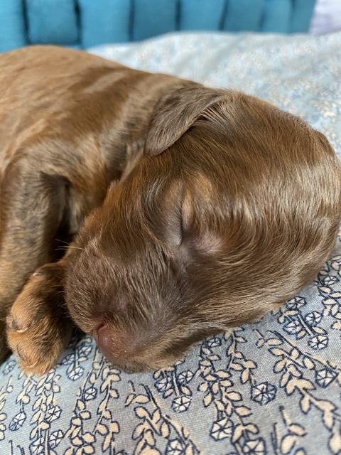 Atlas @ 1 week old