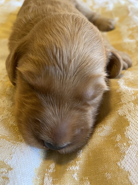 Fuji  @ 1 week old