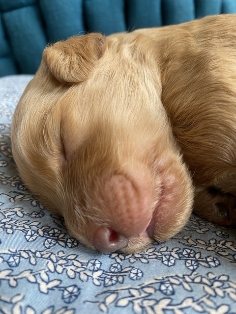 Barney @ 1 week old