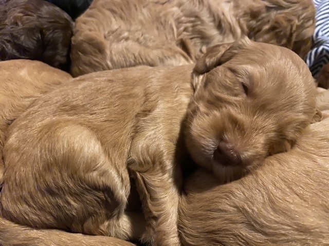 Denali @ 3 weeks old