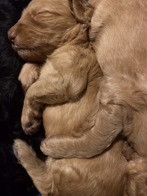 Barney @ 3 weeks old