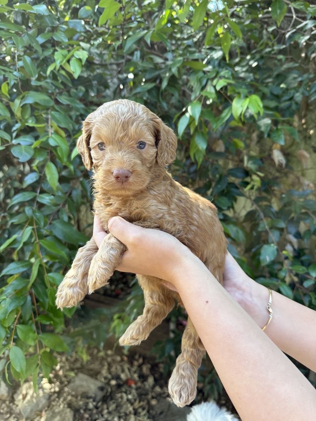 4 weeks old