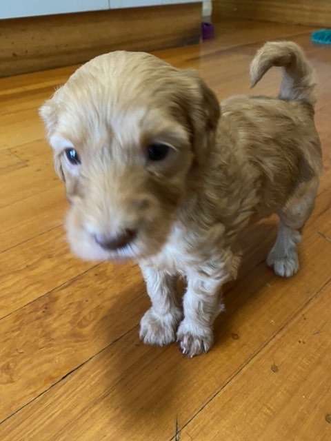 Barney @ 4 weeks old