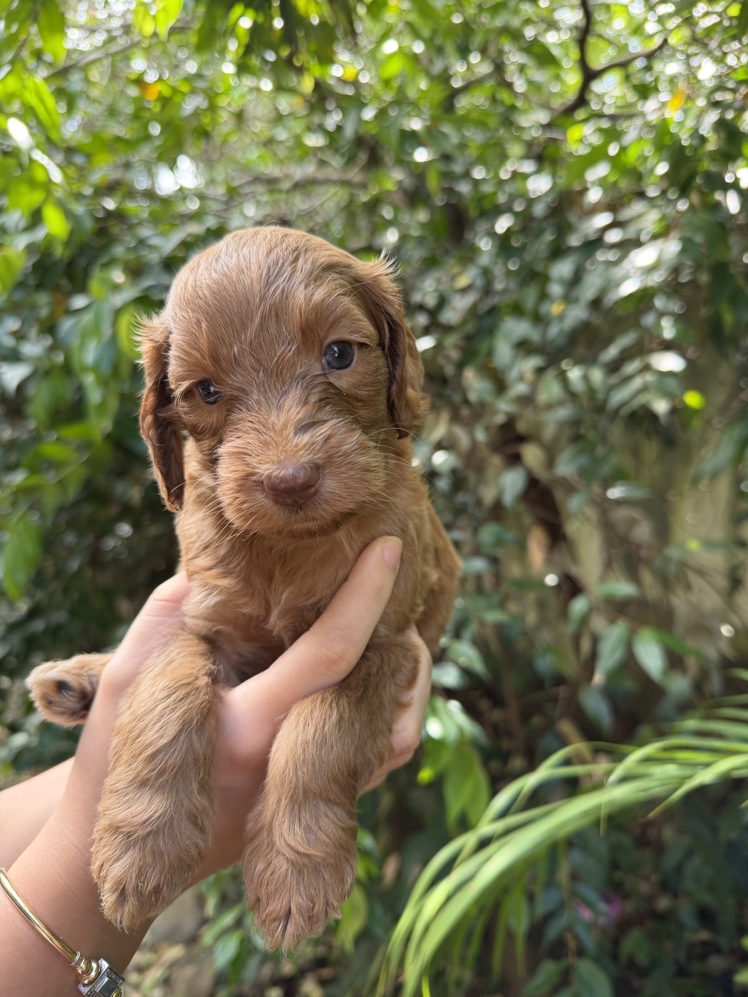 4 weeks old
