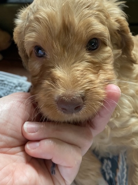 Barney @ 5 weeks old