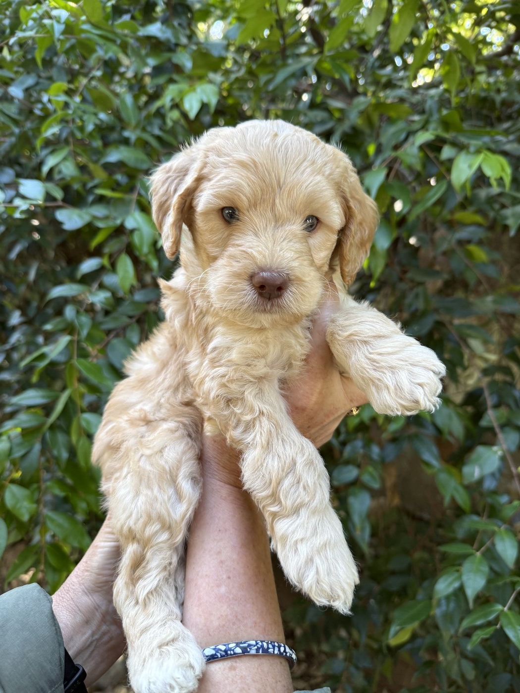 5.5 weeks old