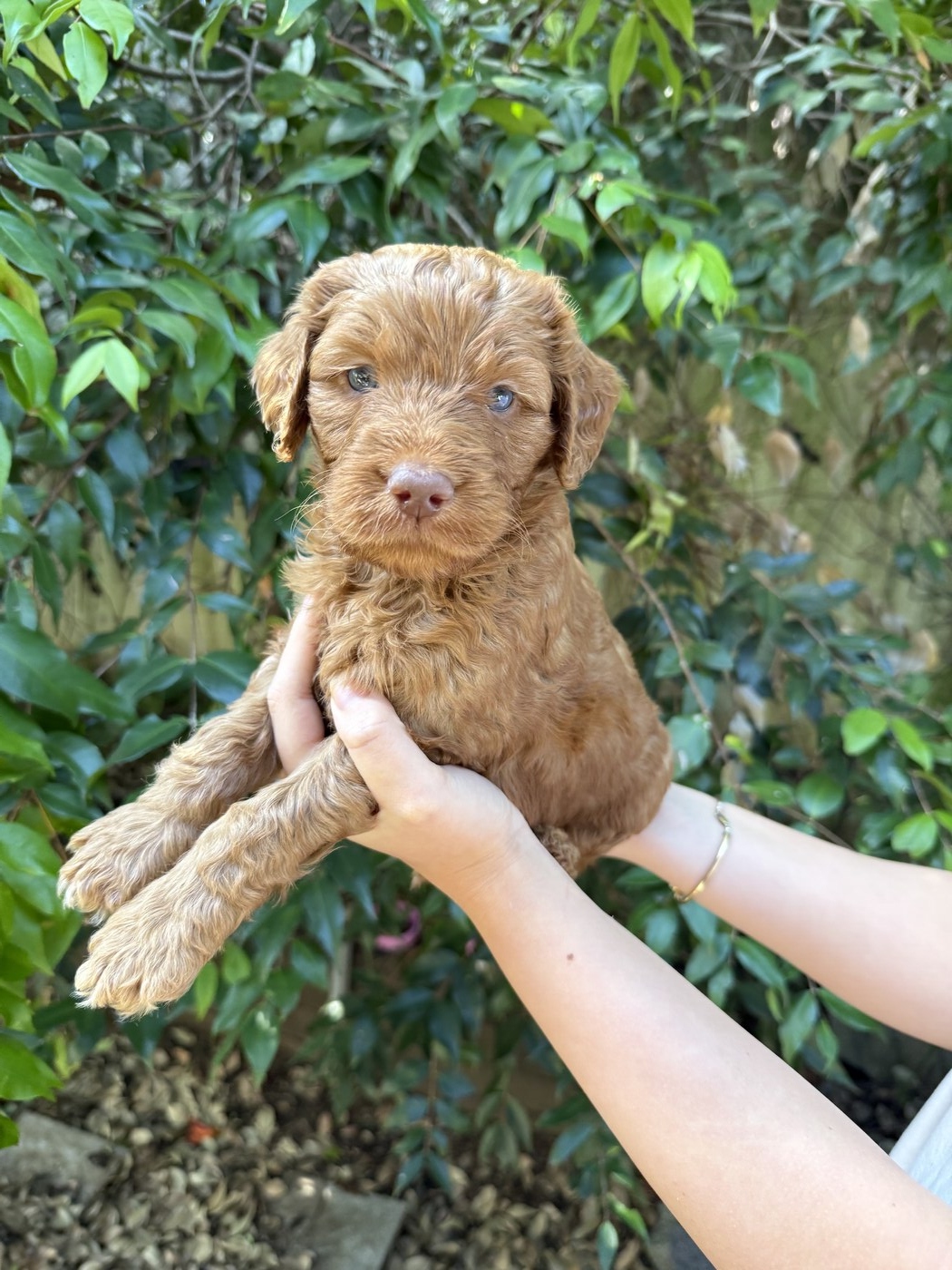 4 weeks old