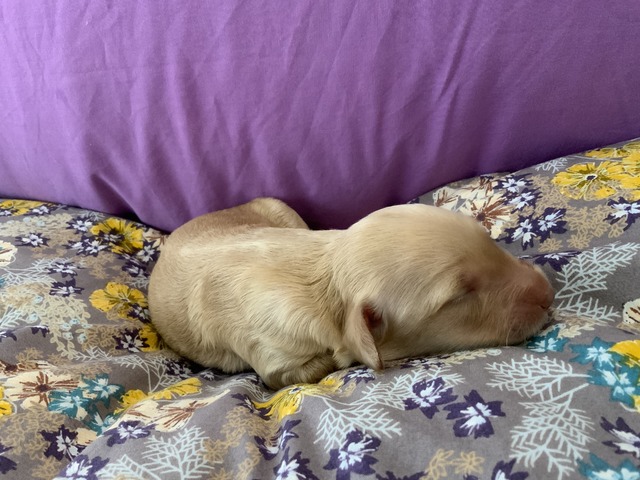 Honey - 1 week old