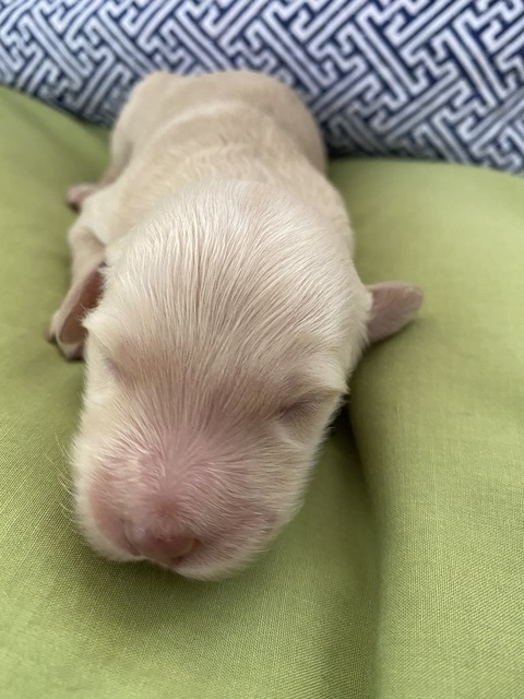 Stavro - 1 week old