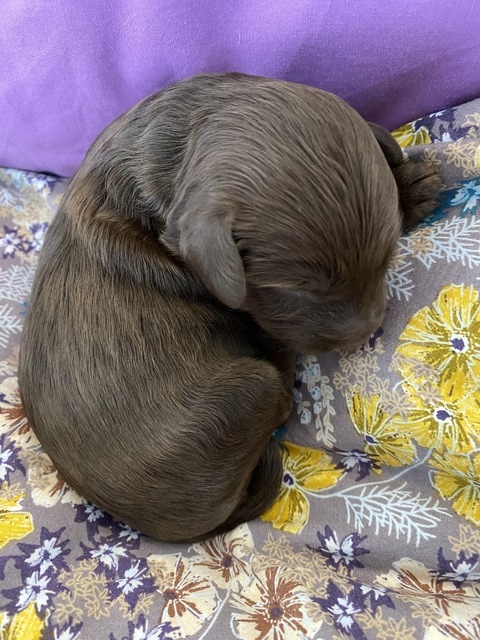 Vesper - 1 week old