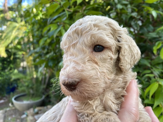 James Blonde- 4 weeks old