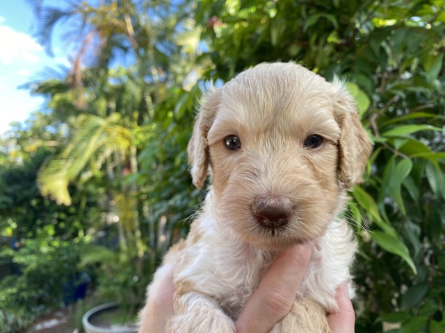 Honey Carrider - 4 weeks old