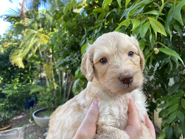 Honey Carrider - 4 weeks old