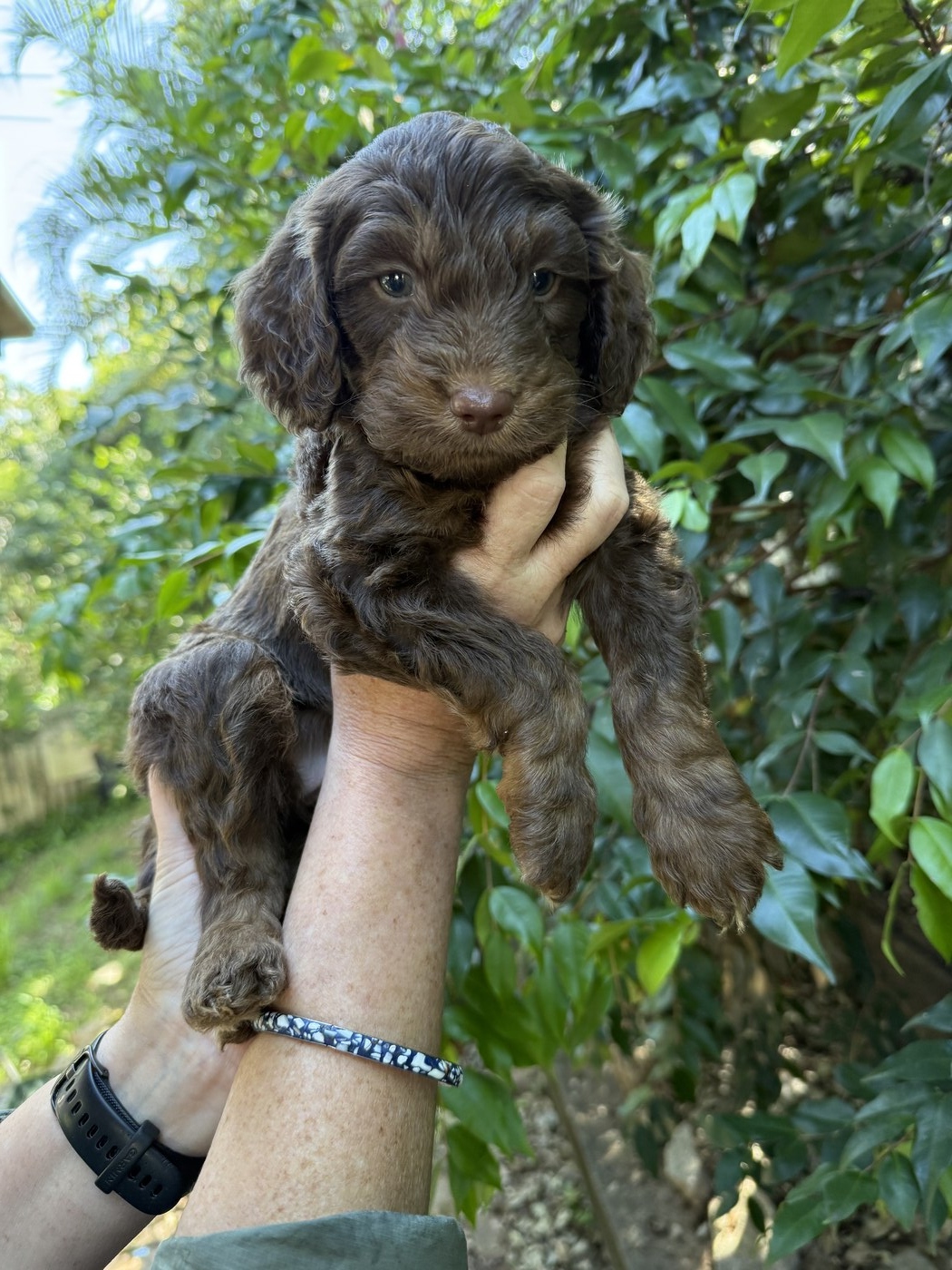 5.5 weeks old
