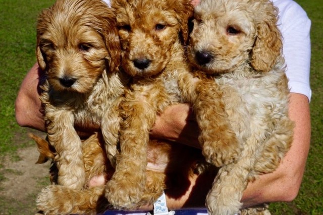 Lucy with her Sisters