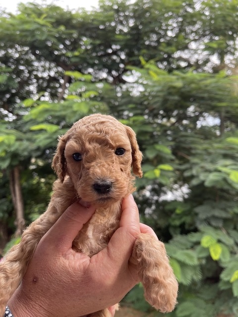 4 WEEKS OLD