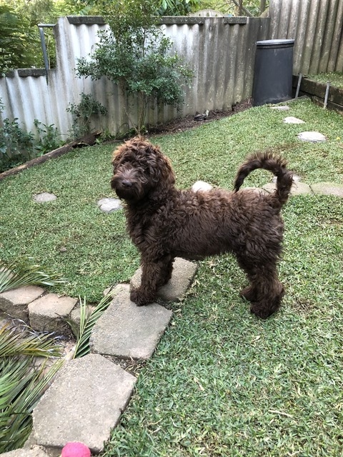 Cocoa Bean (Cortina) @ 4 months old