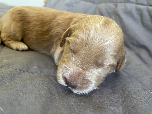 Ruff Nadal - 1 Week Old