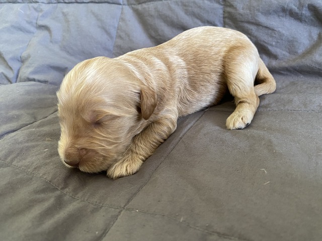 Ruff Nadal - 1 Week Old