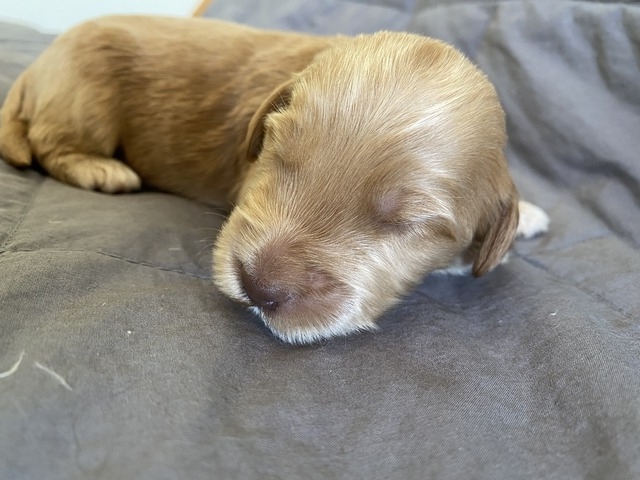 Ruff Nadal - 1 Week Old