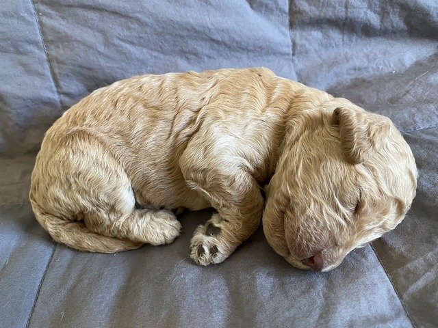 Ash Barky - 1 week old