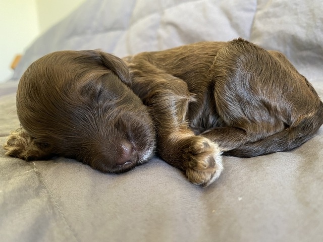 Daniil Medogev - 1 week old