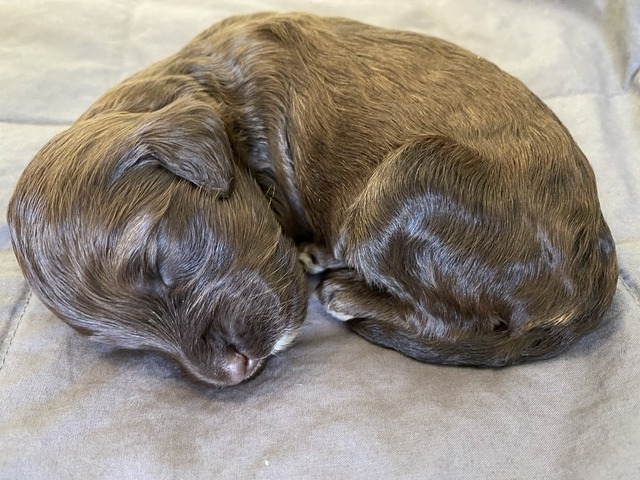 Daniil Medogev - 1 week old