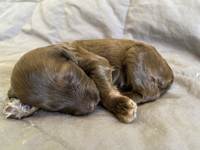 Daniil Medogev - 1 week old