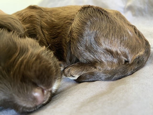 Daniil Medogev - 1 week old