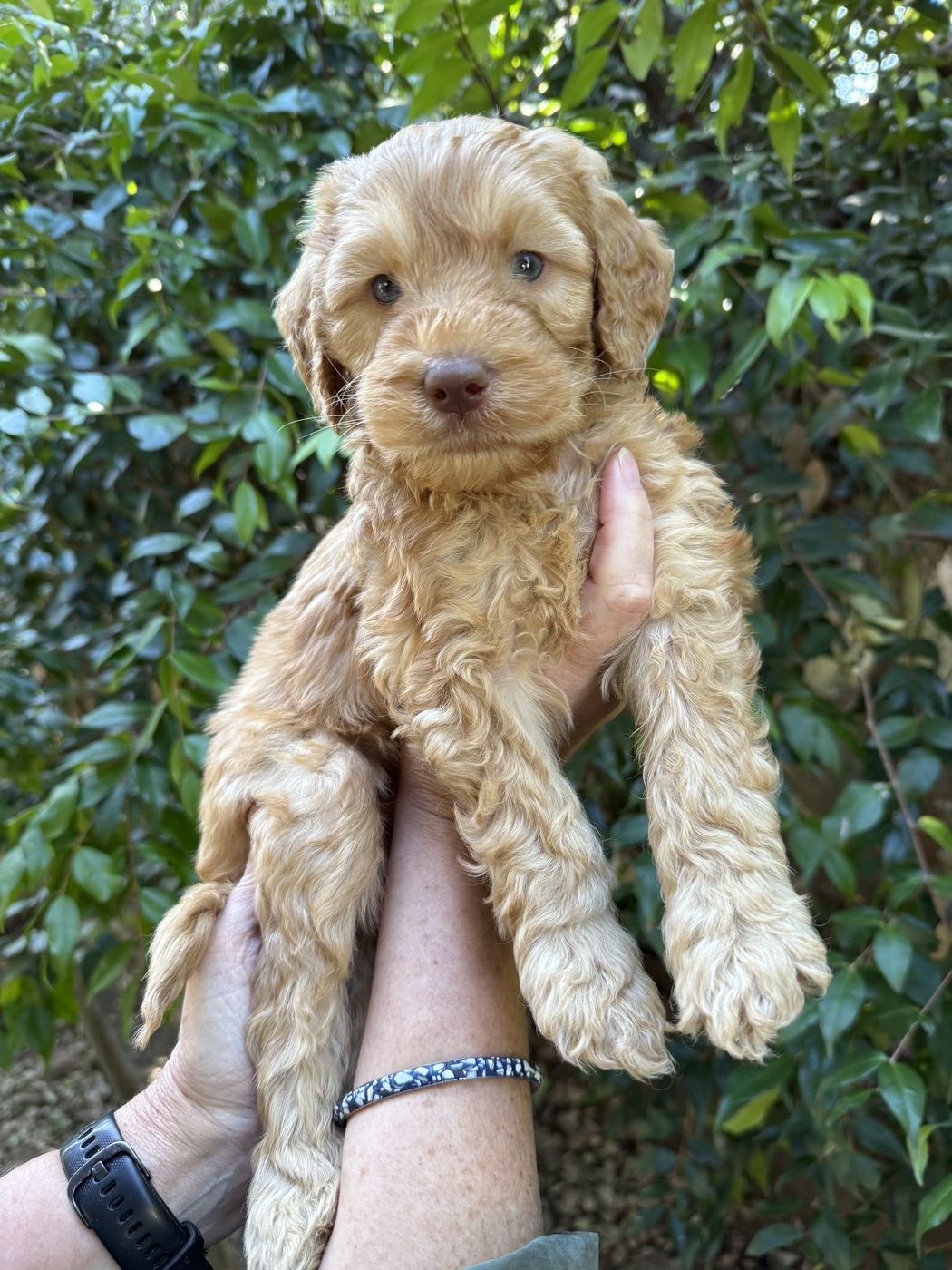 5.5 weeks old