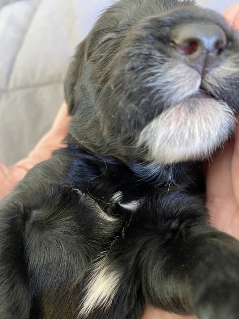 Sniff Kurgios - 1 week old