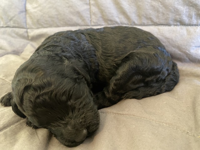 Sofia Canine - 1 week old