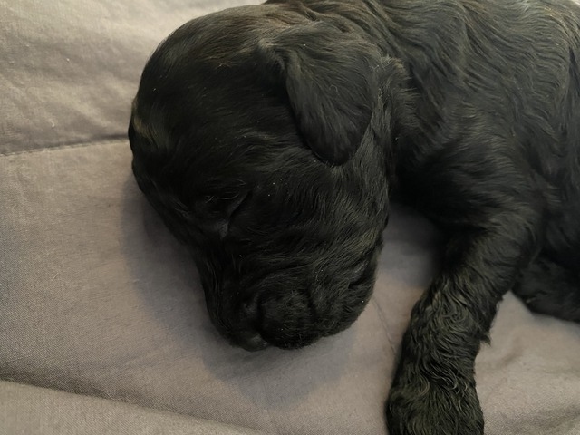Sofia Canine - 1 week old