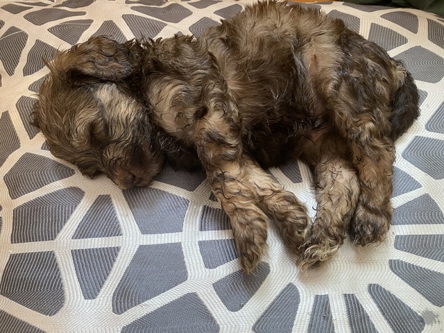 6 Weeks Old