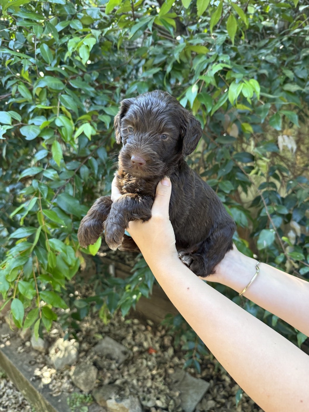 4 weeks old 