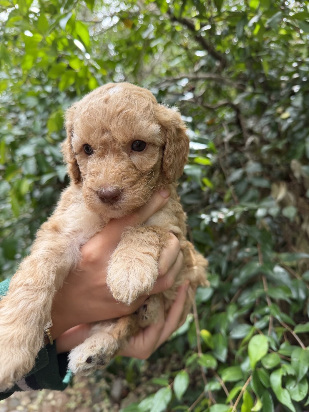 4 weeks old