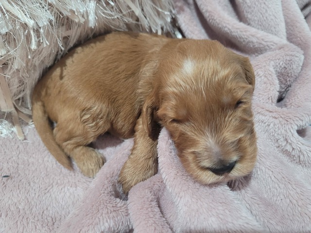 2 Weeks Old 