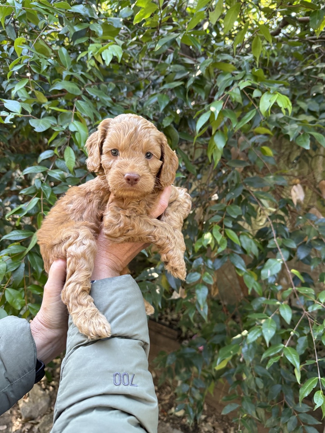 5.5 weeks old