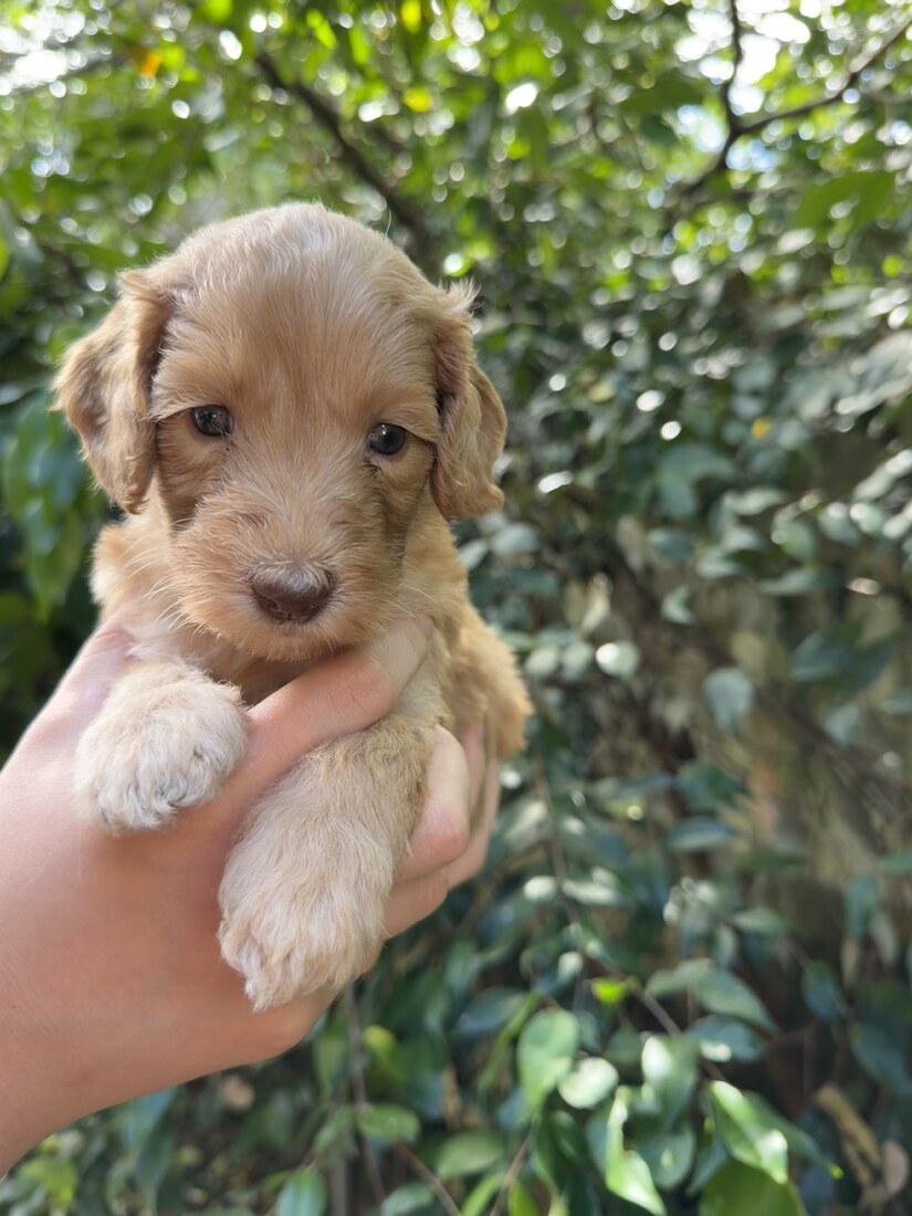 4 weeks old 