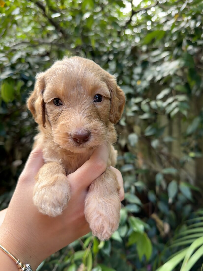 4 weeks old