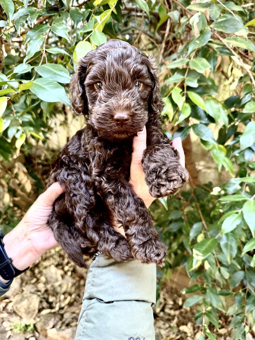 5.5 weeks old