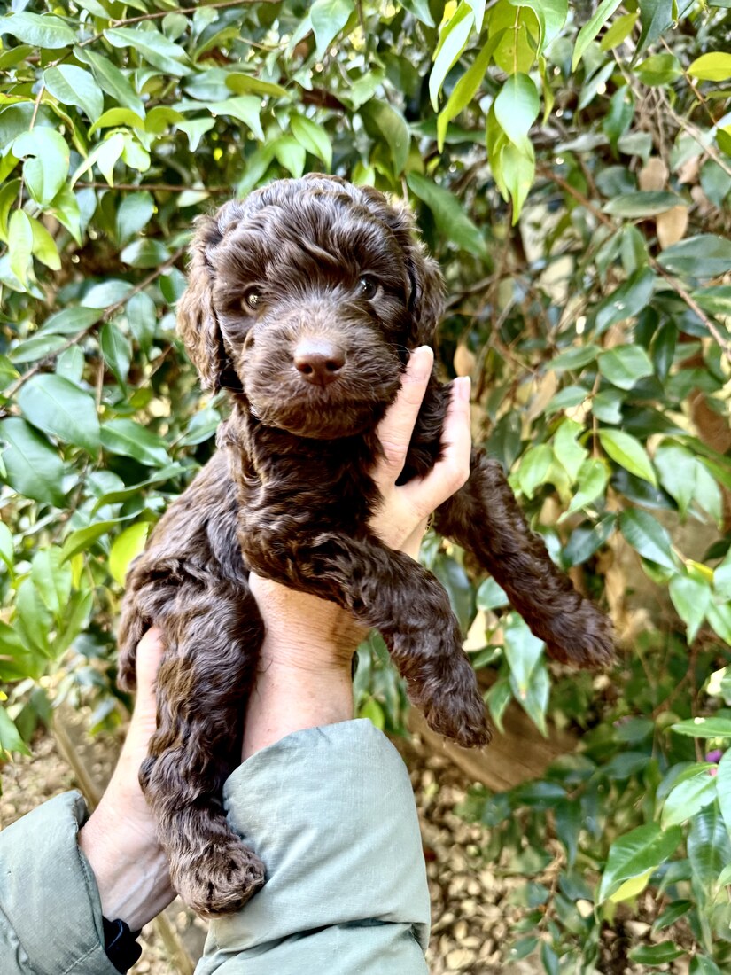 5.5 weeks old