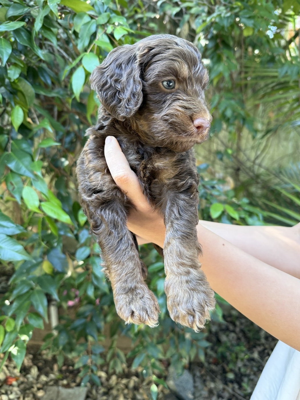 4 weeks old