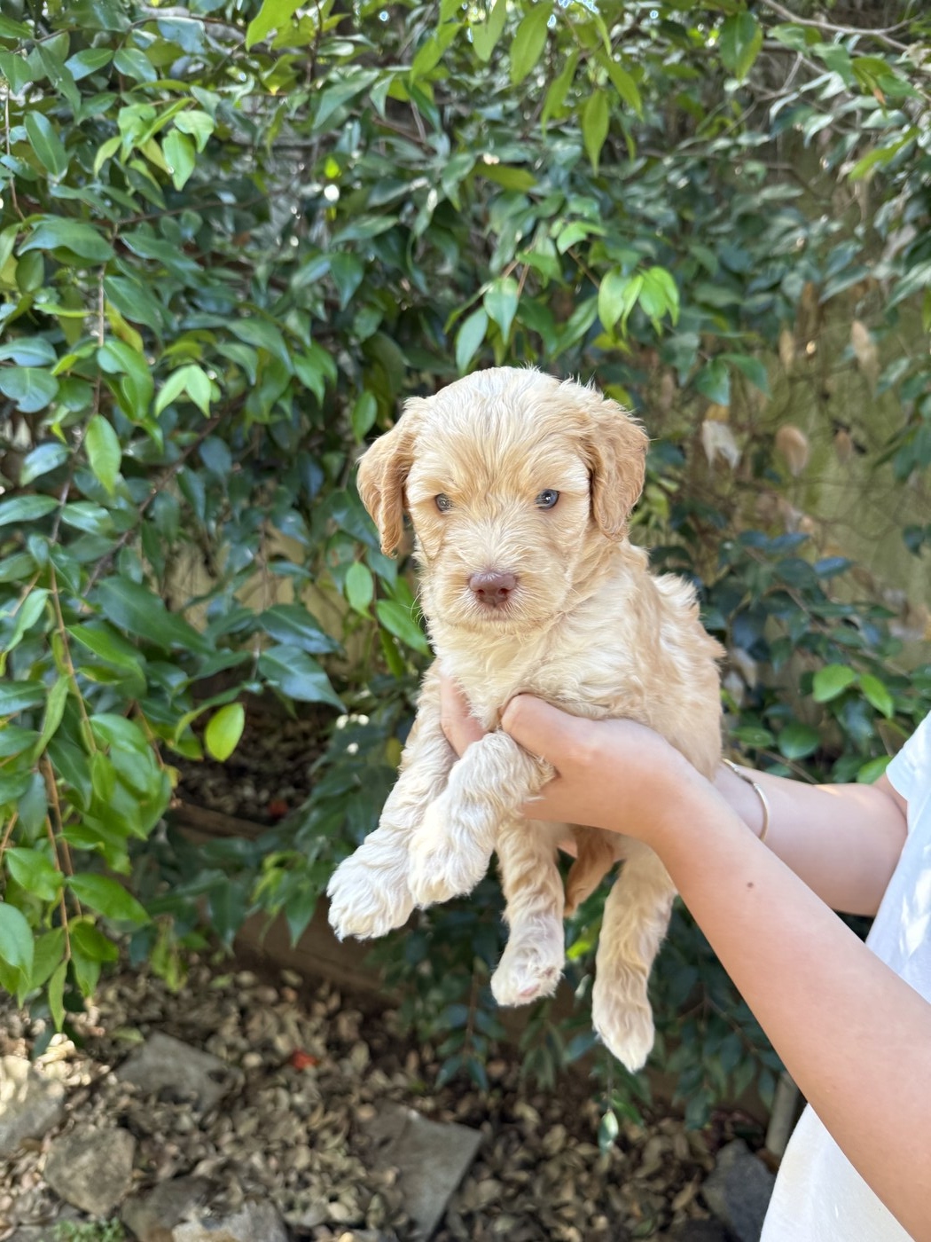 4 weeks old