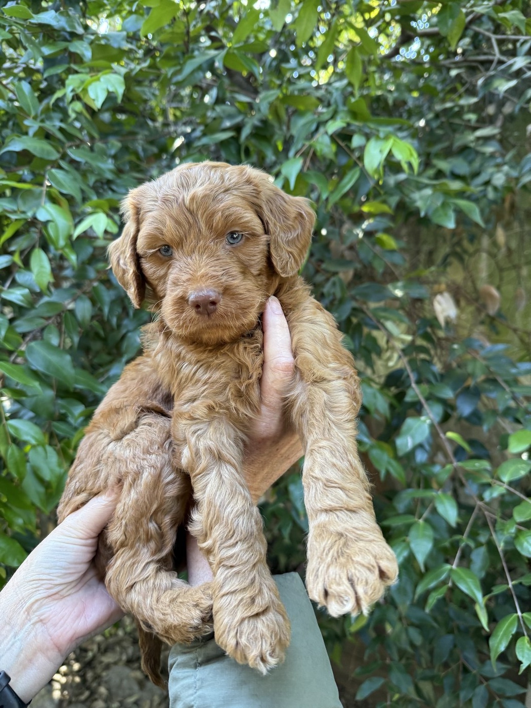 5.5 weeks old