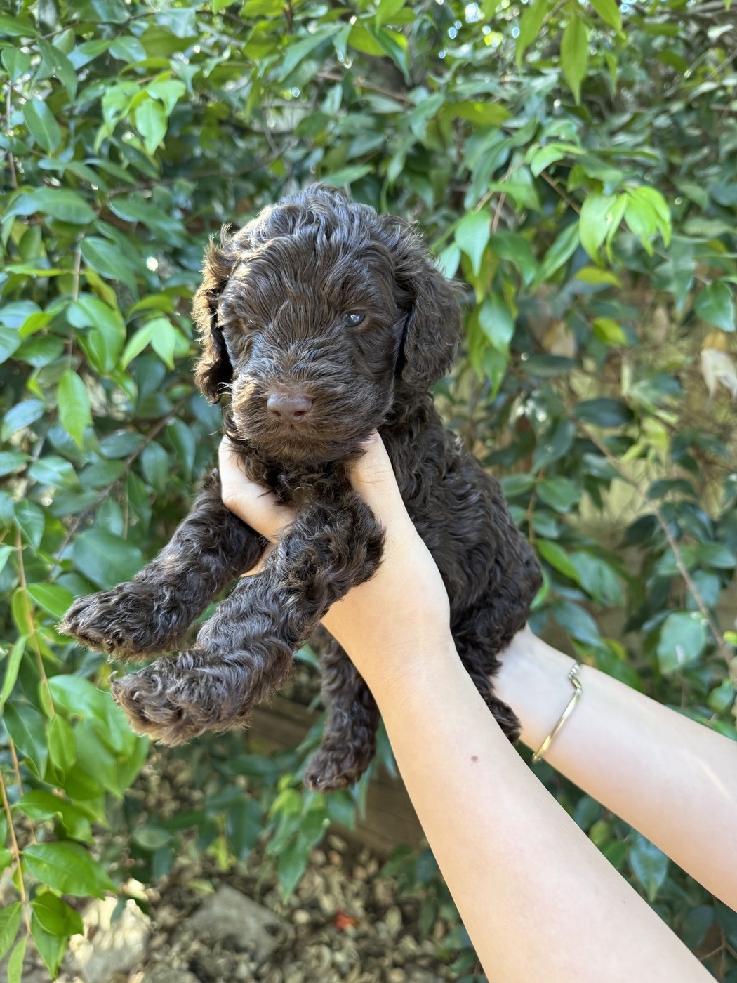 4 weeks old