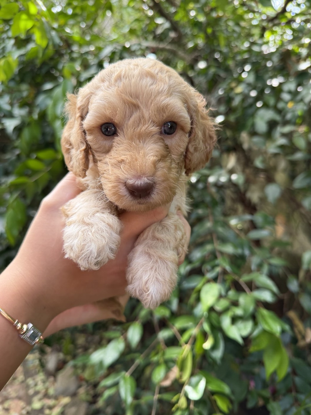 4 weeks old