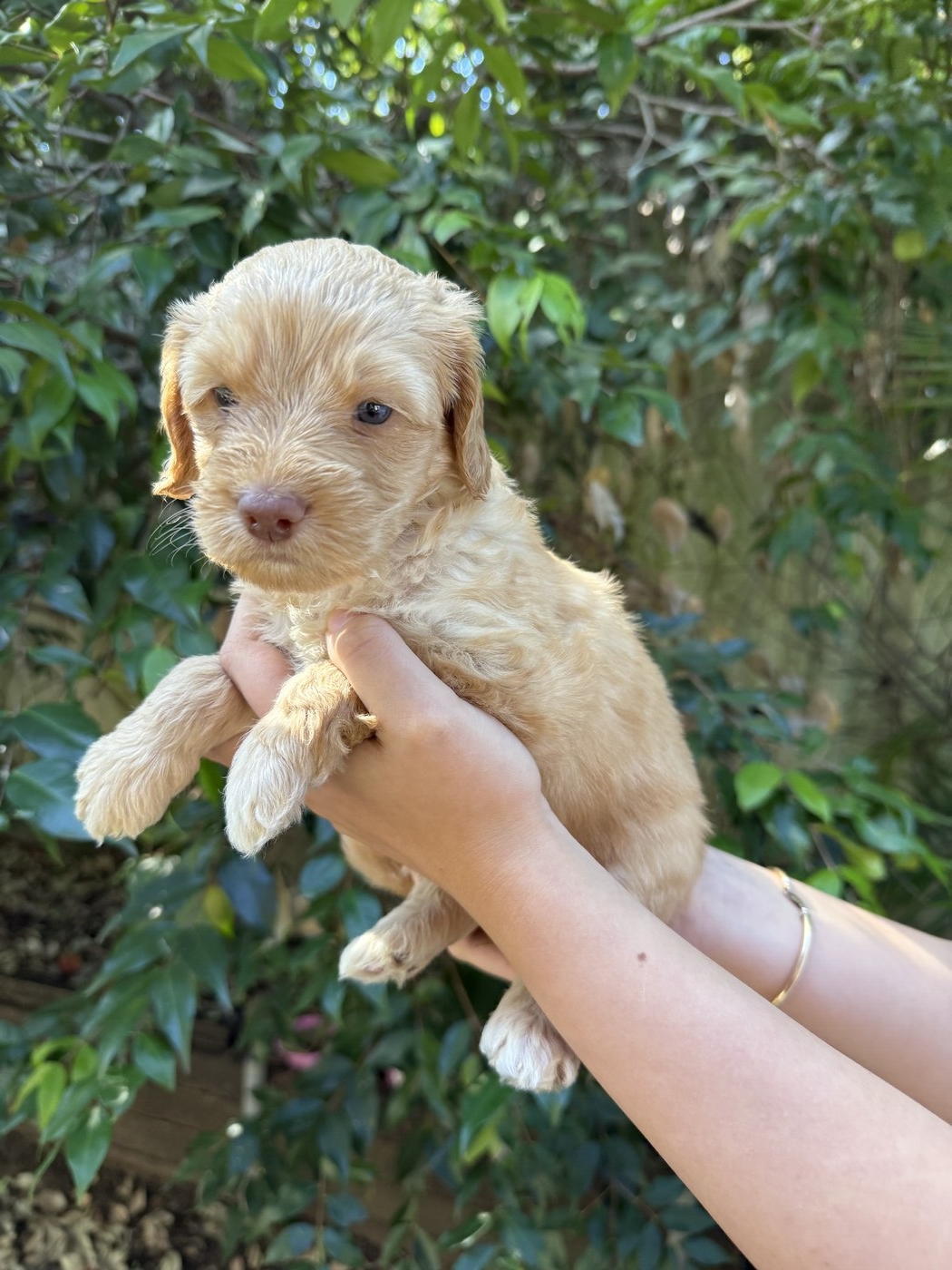 4 weeks old